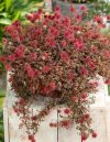 Bakarni tepih – Acaena microphylla Kupferteppich