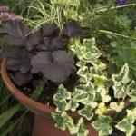 Brsljan Golden ingot 1