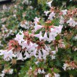 abelia grandiflora 1