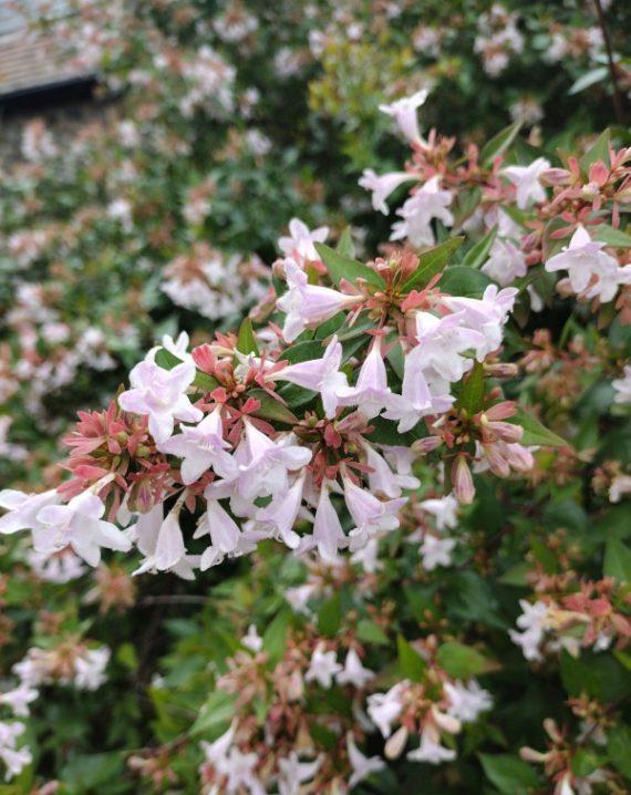 abelia grandiflora 1