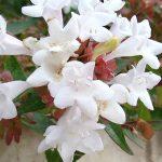 abelia grandiflora 3