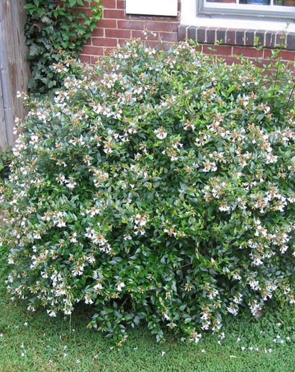 abelija