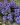 ajuga reptans