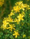 Kantarion – Hypericum perforatum