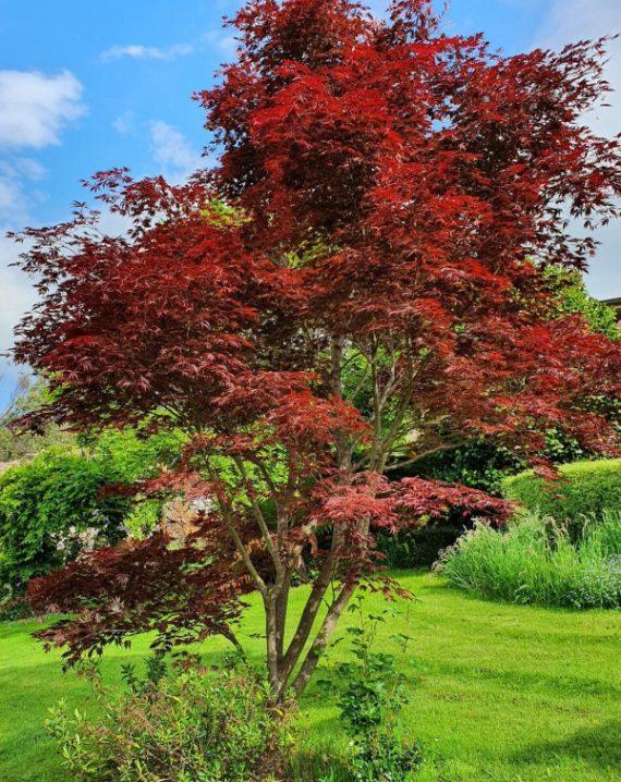 acer palmatum atropurpureum 1