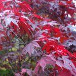 acer palmatum atropurpureum 2