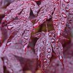 acer palmatum atropurpureum 4