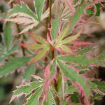 acer palmatum butterfly 1