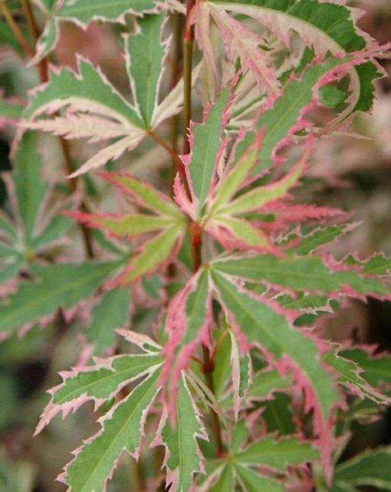 acer palmatum butterfly 1