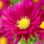 aster brocade 1