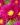 aster brocade 1