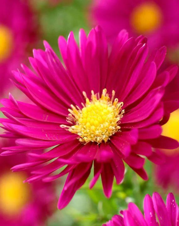 aster brocade 1