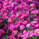 aster brocade 2