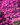 aster brocade 2