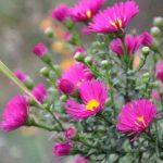 aster brocade 3