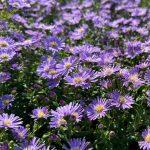 aster svetlo ljubicasti 2