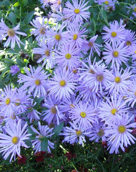aster svetlo ljubicasti