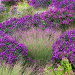 aster tamno ljubicasti 1