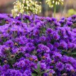aster tamno ljubicasti