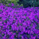 aster tamno ljubicasti 2