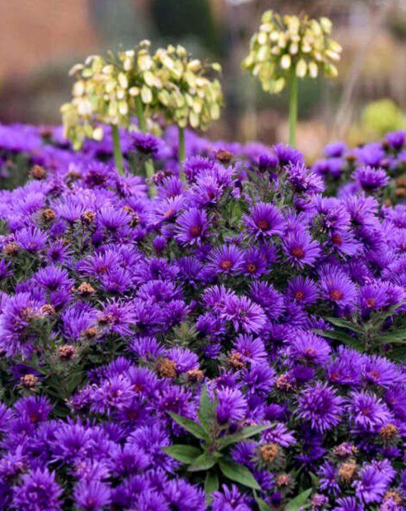 aster tamno ljubicasti