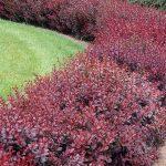berberis crveni 1