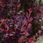 berberis crveni 2