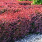 berberis crveni 3