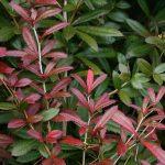 berberis julijana 1
