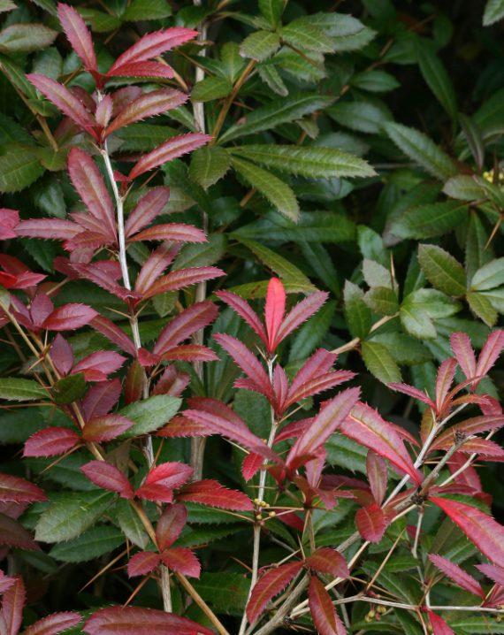 berberis julijana 1