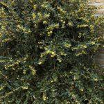 berberis julijana 2