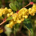 berberis julijana 3