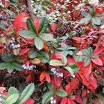 berberis julijana 4