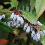 berberis julijana 5