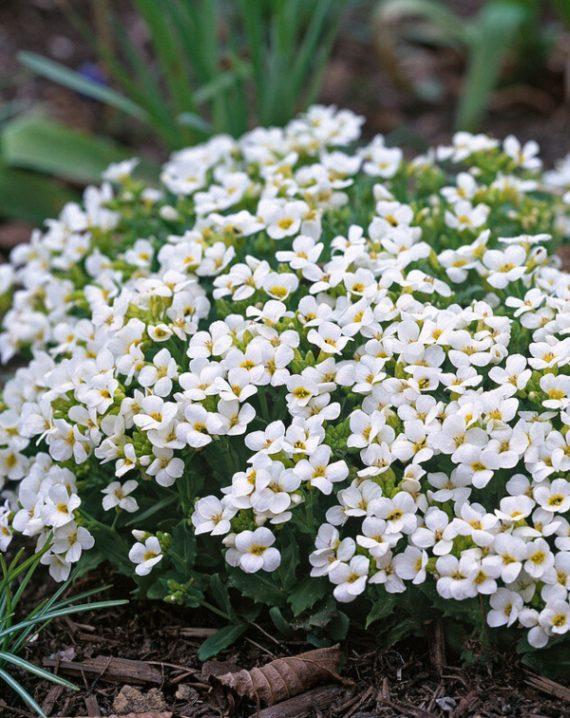 arabis beli 1