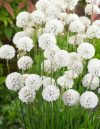 Armerija bela – Armeria maritima Alba