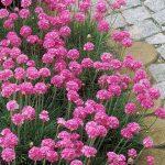 armerija roze 1