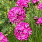 armerija roze 2