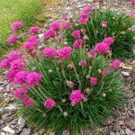 armerija roze 4