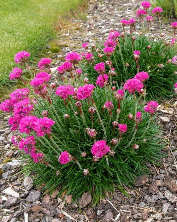 armerija roze 4