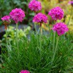 armerija roze 5