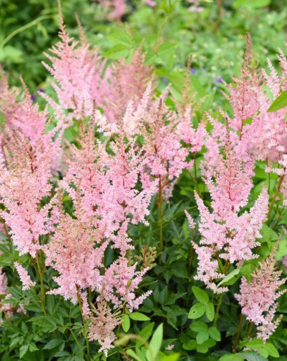 astilba svetlo roze 1