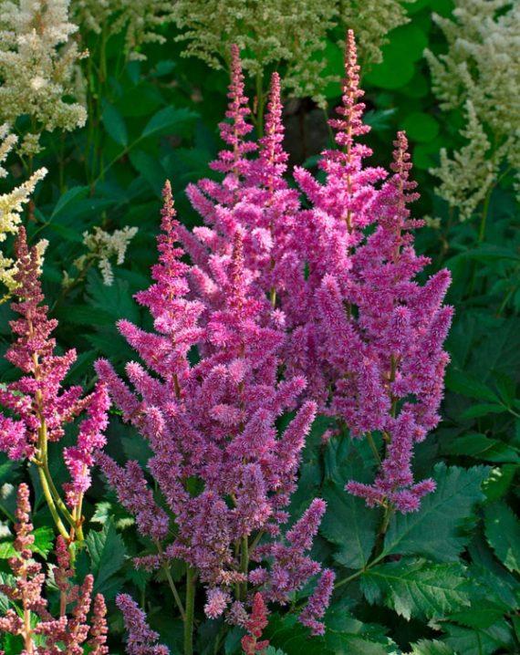 astilba tamno roze 1