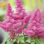 astilba tamno roze 2