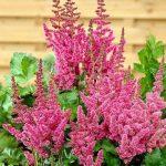 astilba tamno roze 4