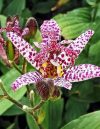 Baštenska orhideja – Tricyrtis formosana