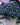 bastenski plumbago 1