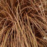 bronzana trava niska 1