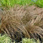 bronzana trava niska 3