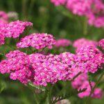 hajducka trava roze 1
